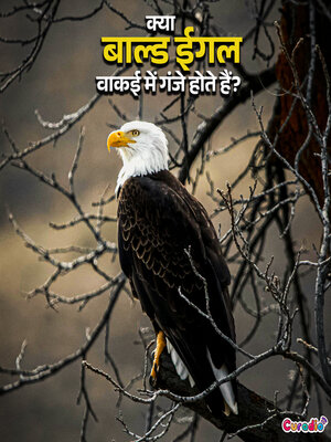 cover image of क्या बाल्ड ईगल वाकई में गंजे होते हैं?